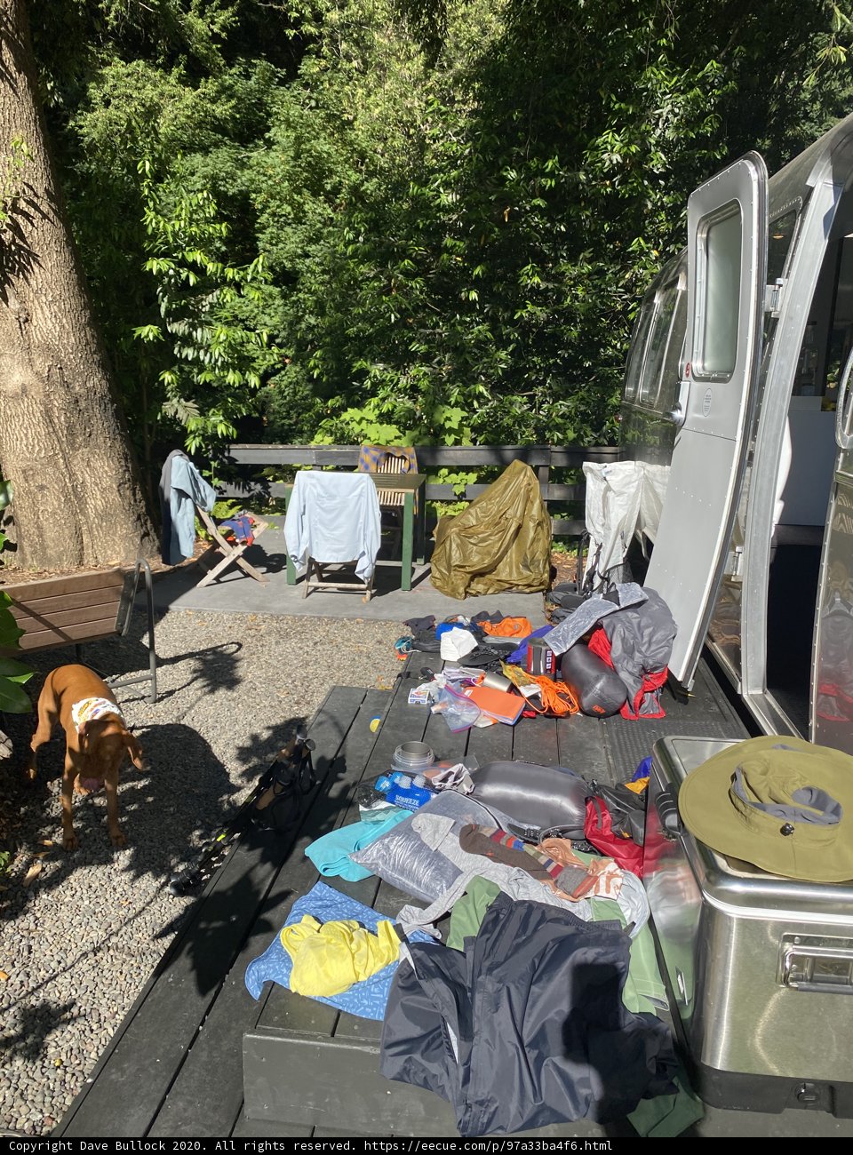 Canine Companion on a Trailer