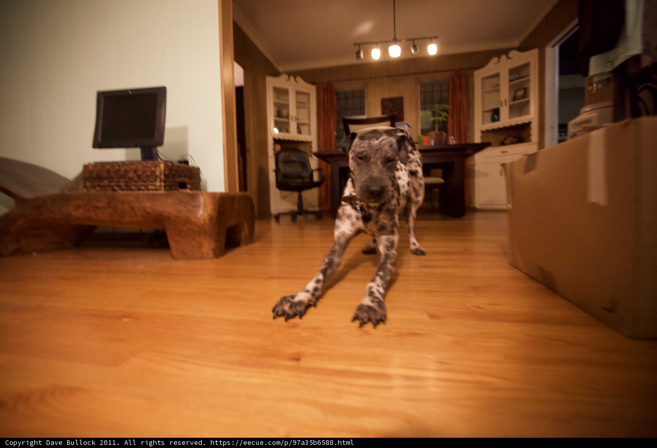 Homely Canine Comfort