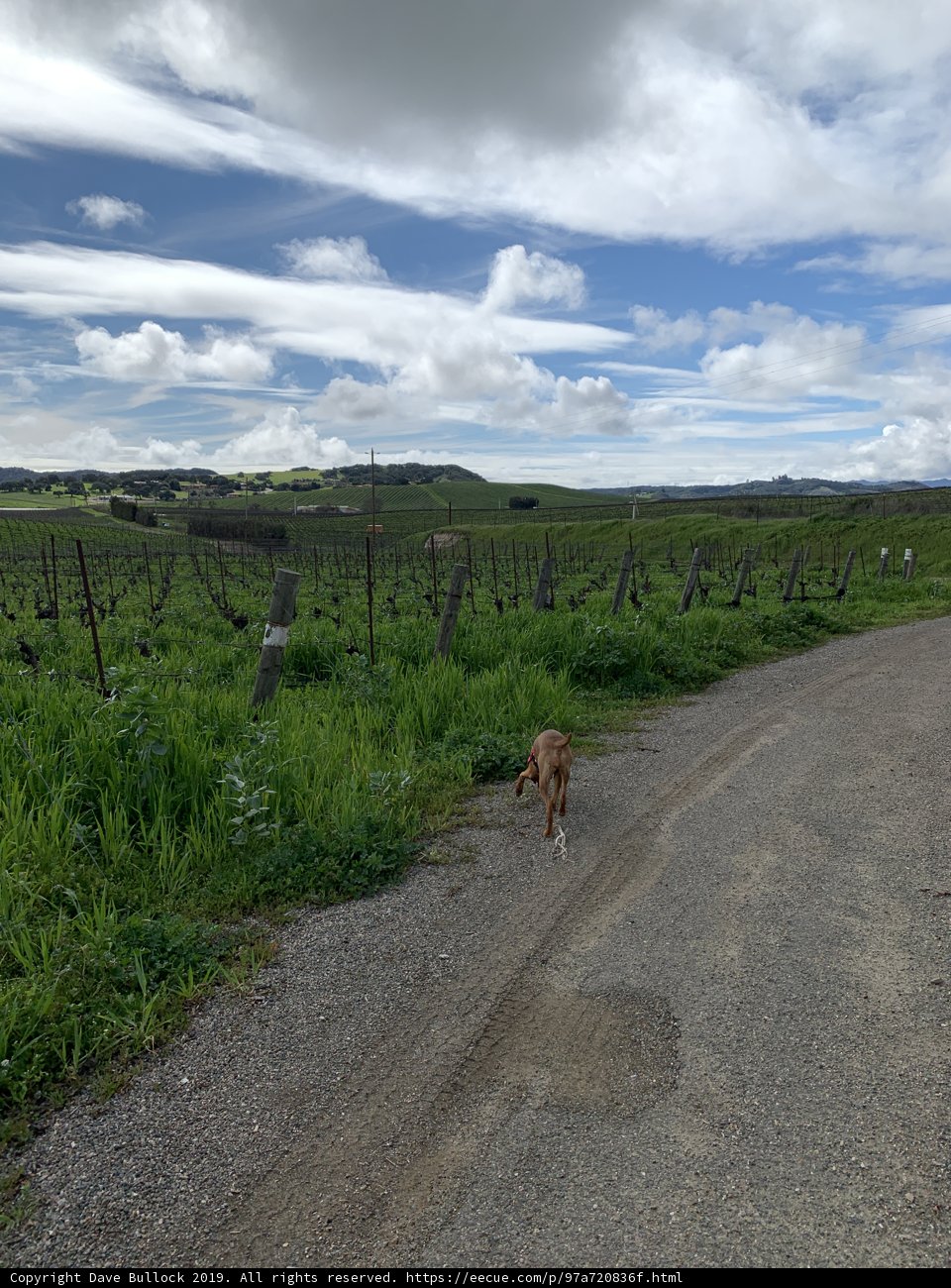 A Canine Companion in the Countryside