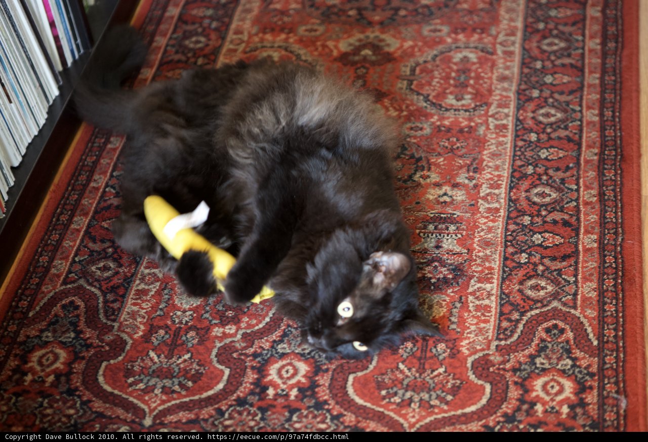 Whiskers and Bananas