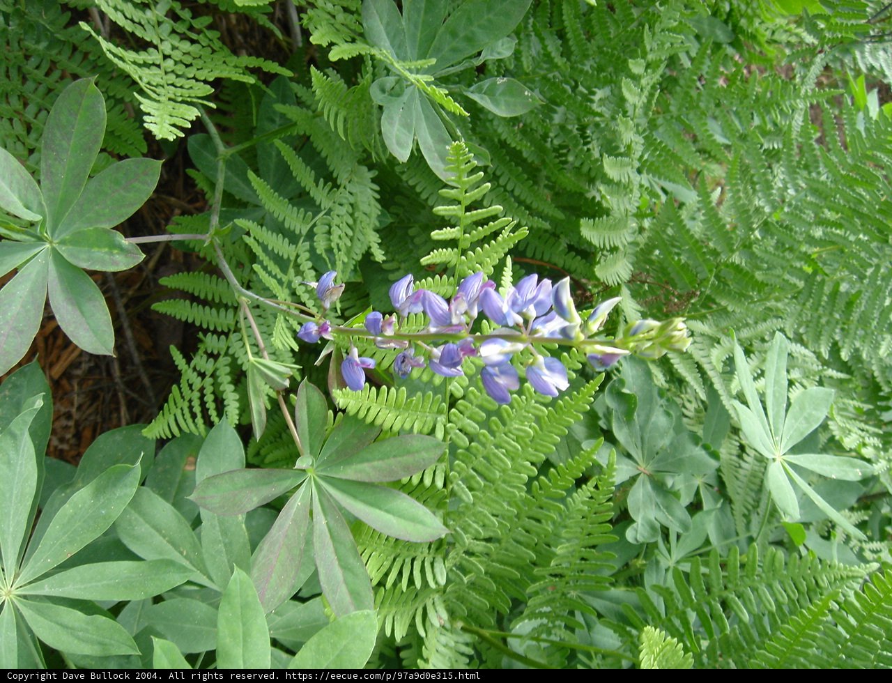 Purple Flower Among Lush Green Foliage
