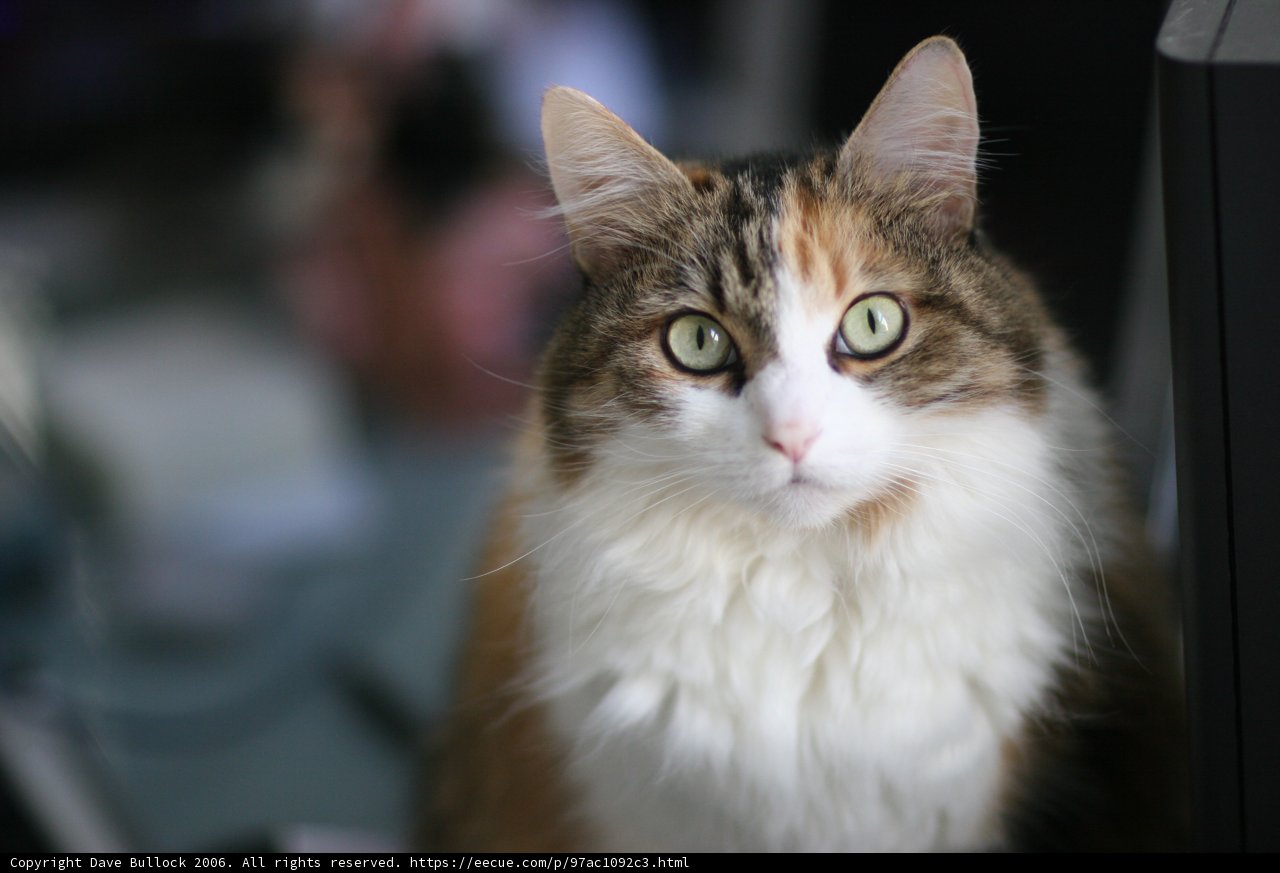 Green-Eyed Beauty