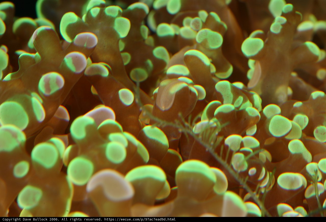 Vibrant Sea Anemone Coral in the Reef