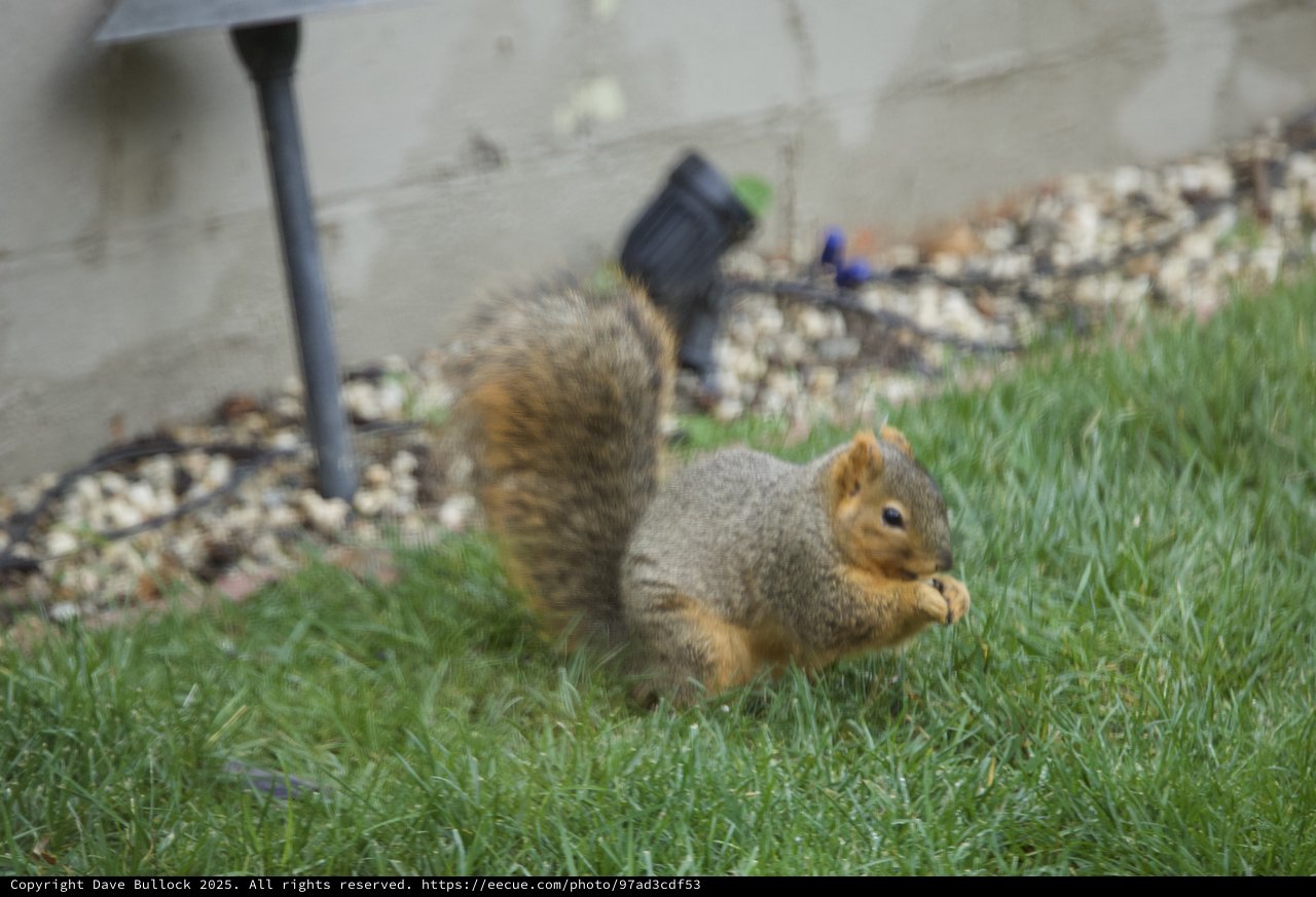 Fox Squirrel Foraging on Suburban Lawn