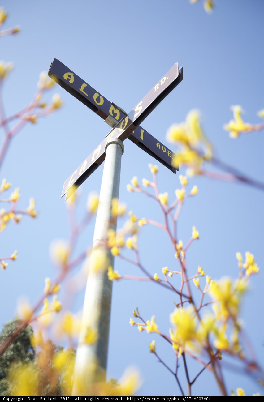 Crosswalk with Blooming Flower