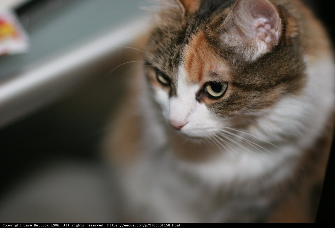Curious Abyssinian Cat