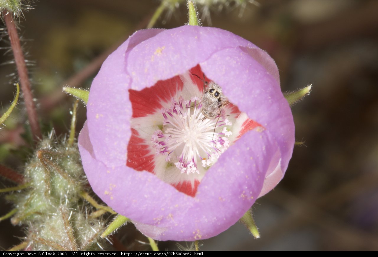 Busy Bee in a Purple Geranium