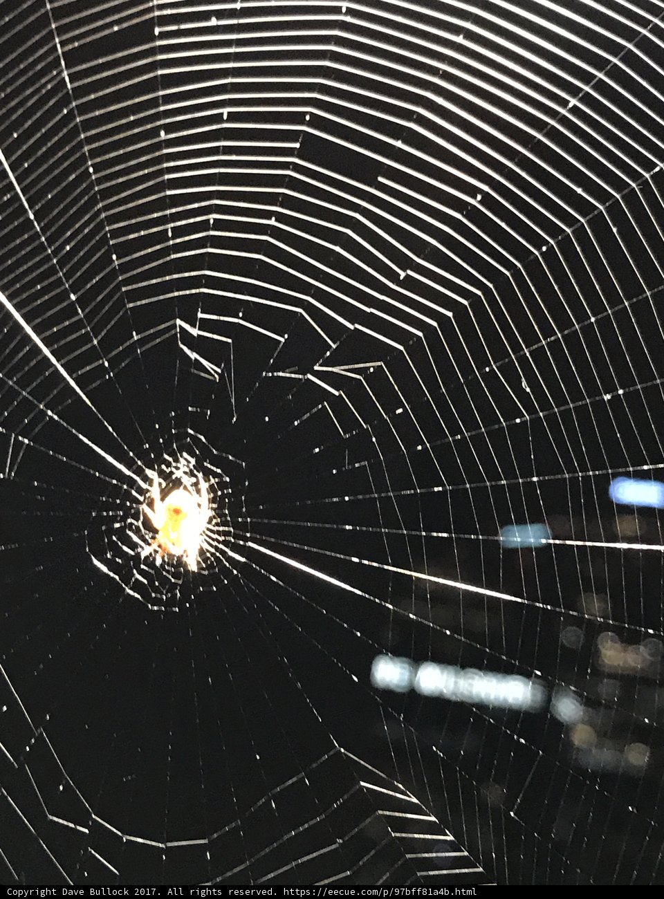Illuminated Web