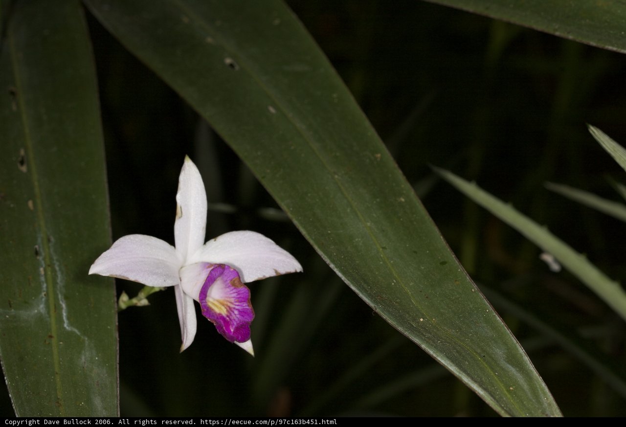 Solitude in Bloom