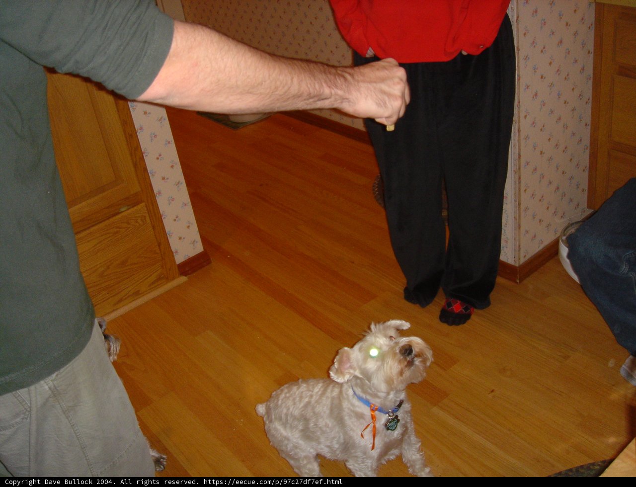A Dog and Hardwood Floors