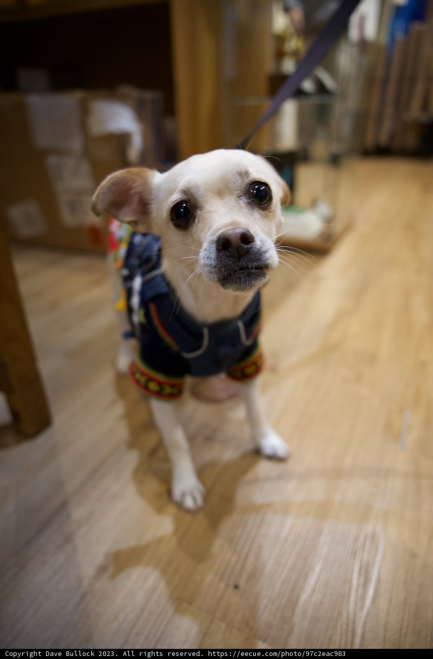 Skyela's Fashionista Pup in Japan Town, 2023
