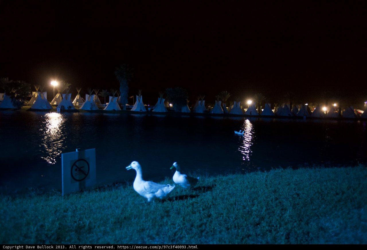 Ducks on the Lake at Night in Coachella