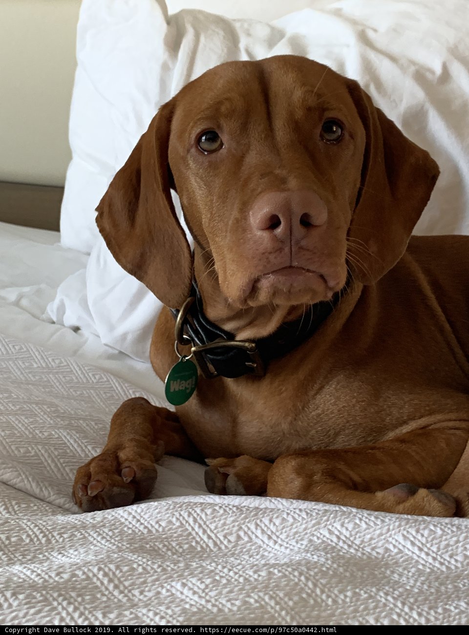 Cozy Canine