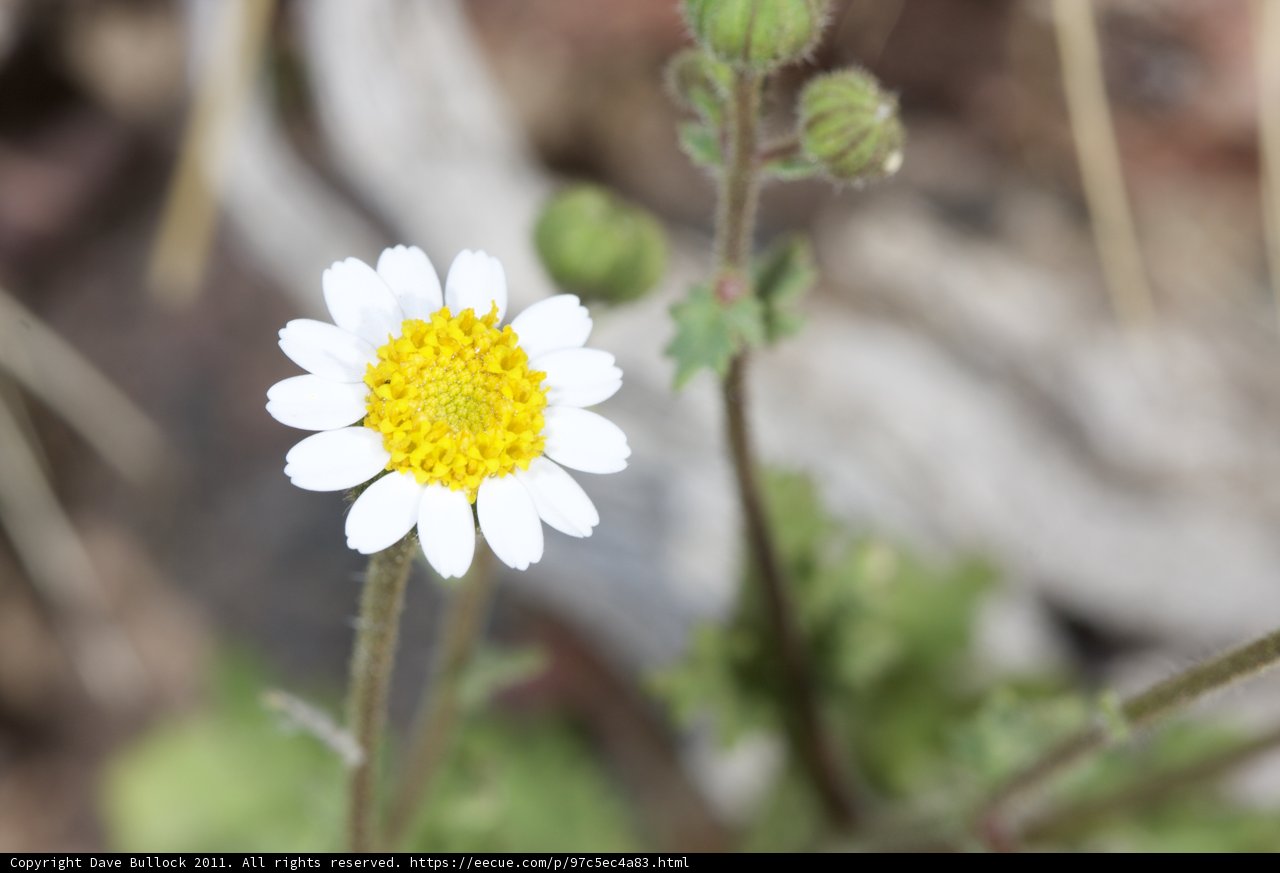 A Daisy's Beauty