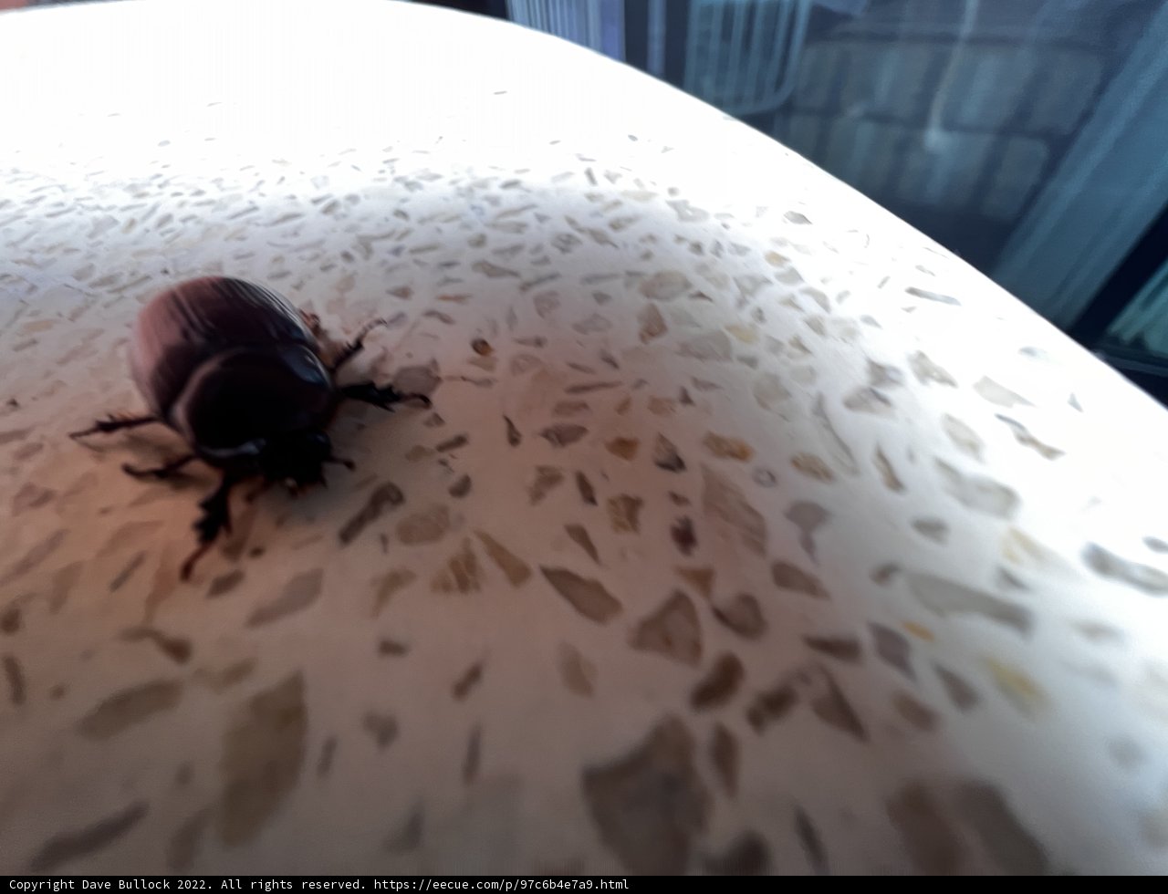 Beetle in the Sunshine