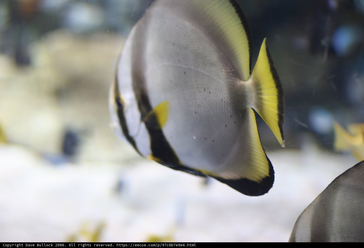 Underwater Beauty