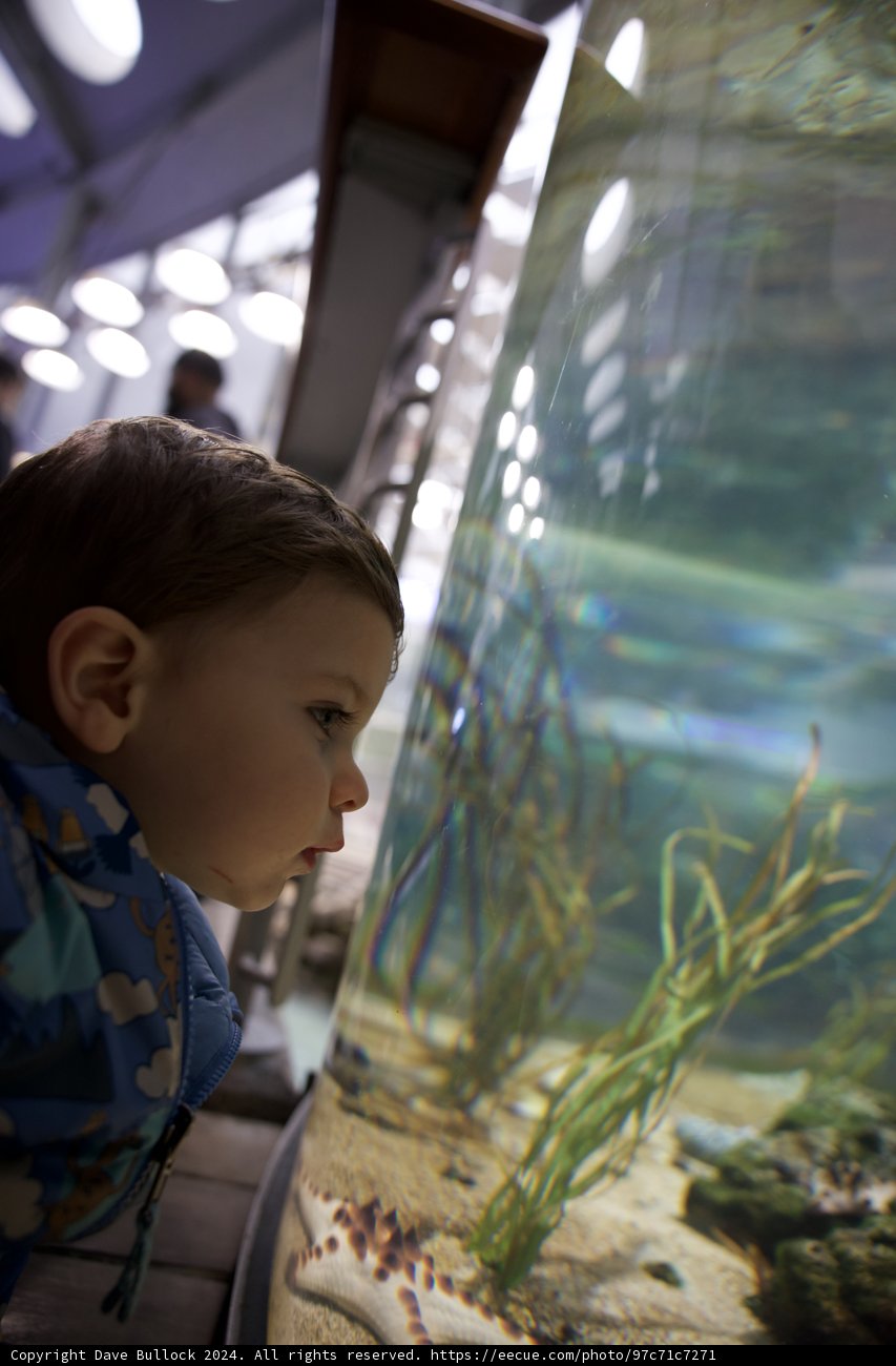 Mesmerized at the Academy: Wesley's Aquatic Adventure