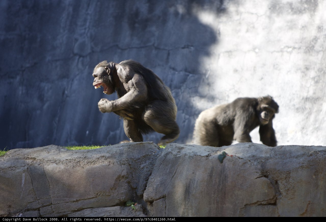 Chimp Meeting on the Rocks