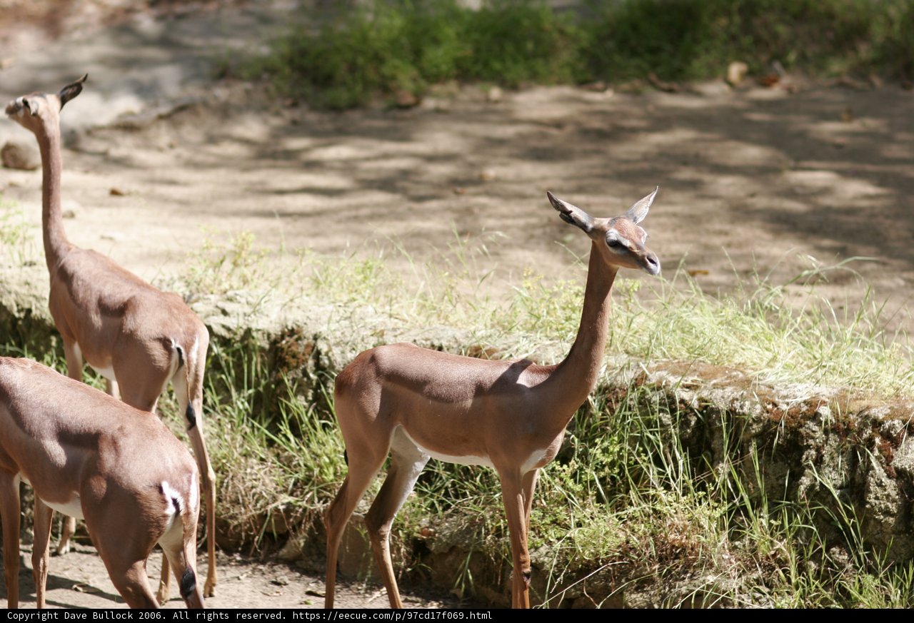 Wildlife in the Field