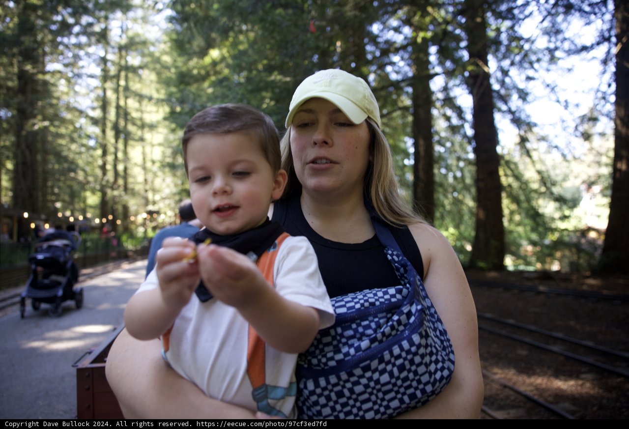 Forest Explorations