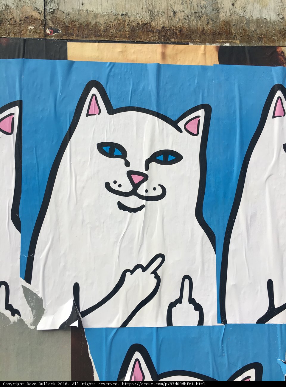 The Signaling Cat