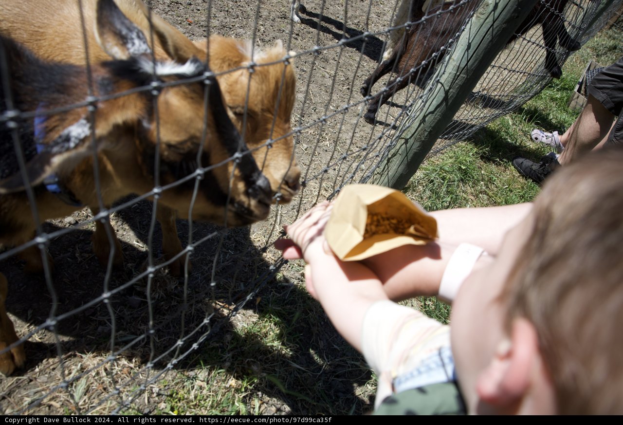 Encounter at the Fence: Sharing a Moment with Nature