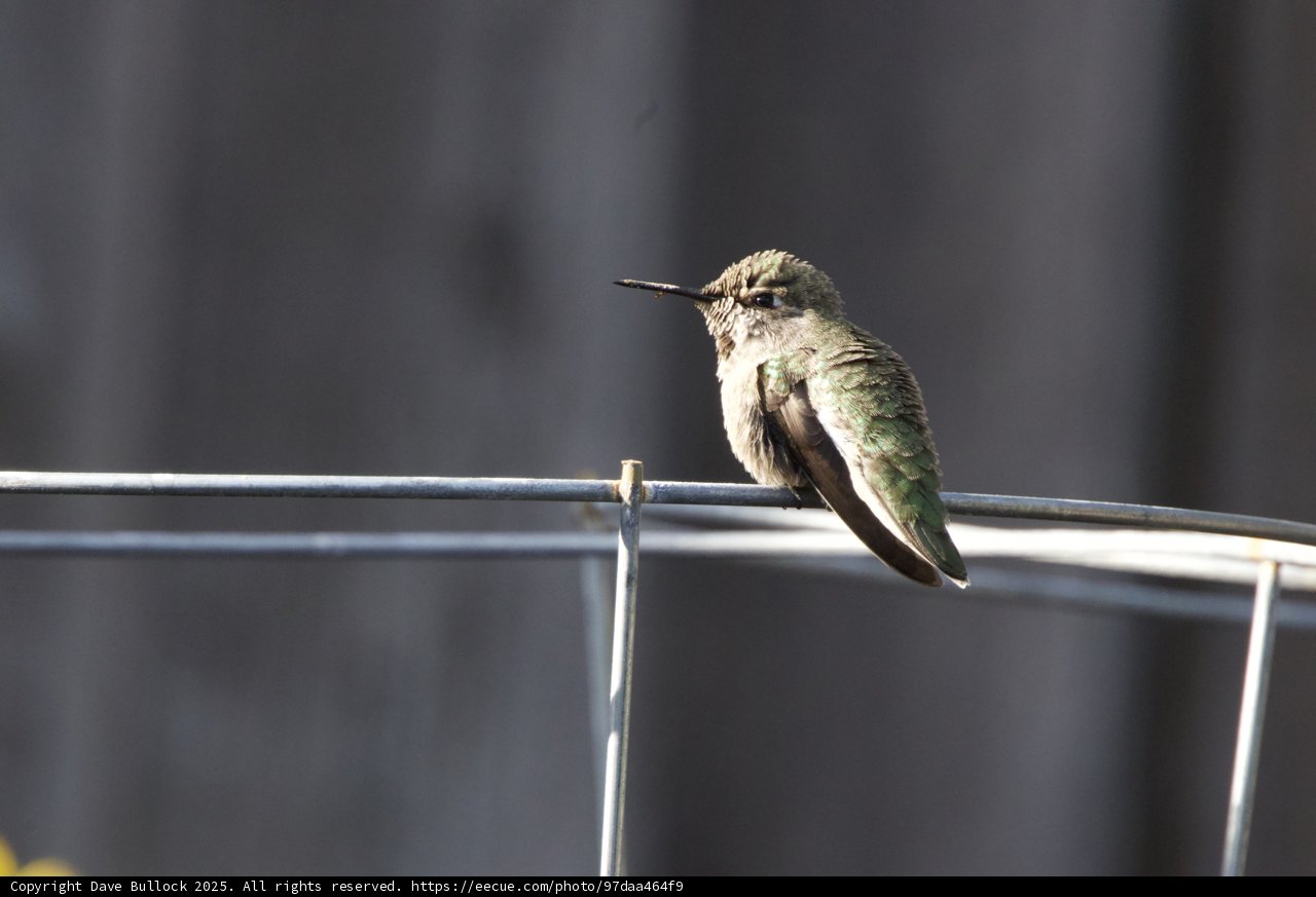 Perched Jewel