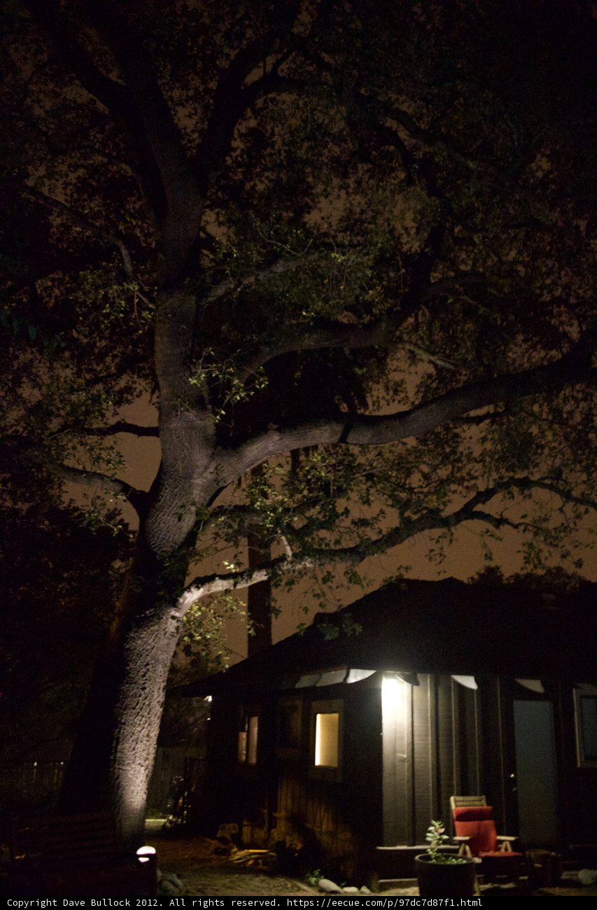 Illuminated Tree in the Night