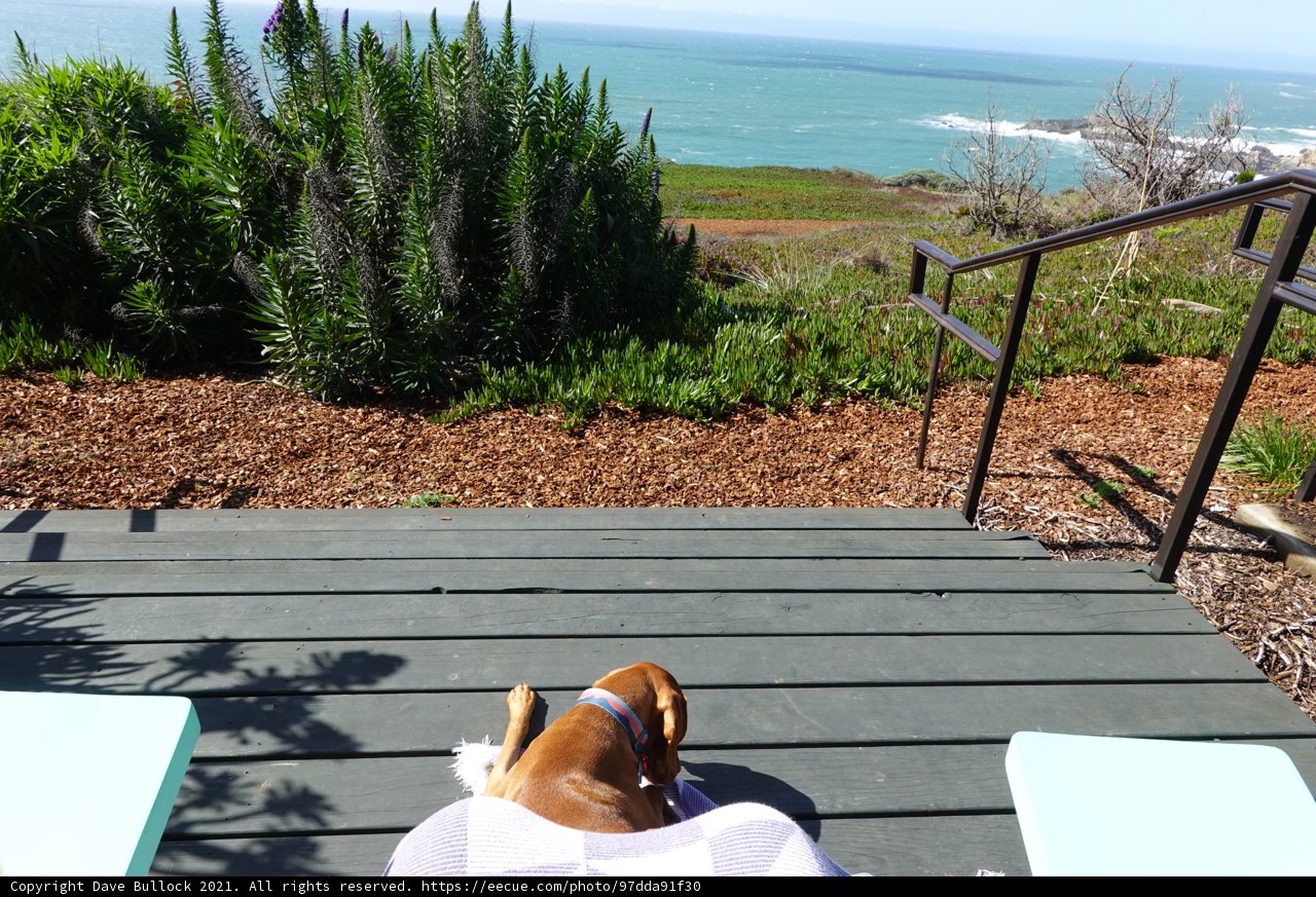 Canine Relaxation on the Wooden Deck