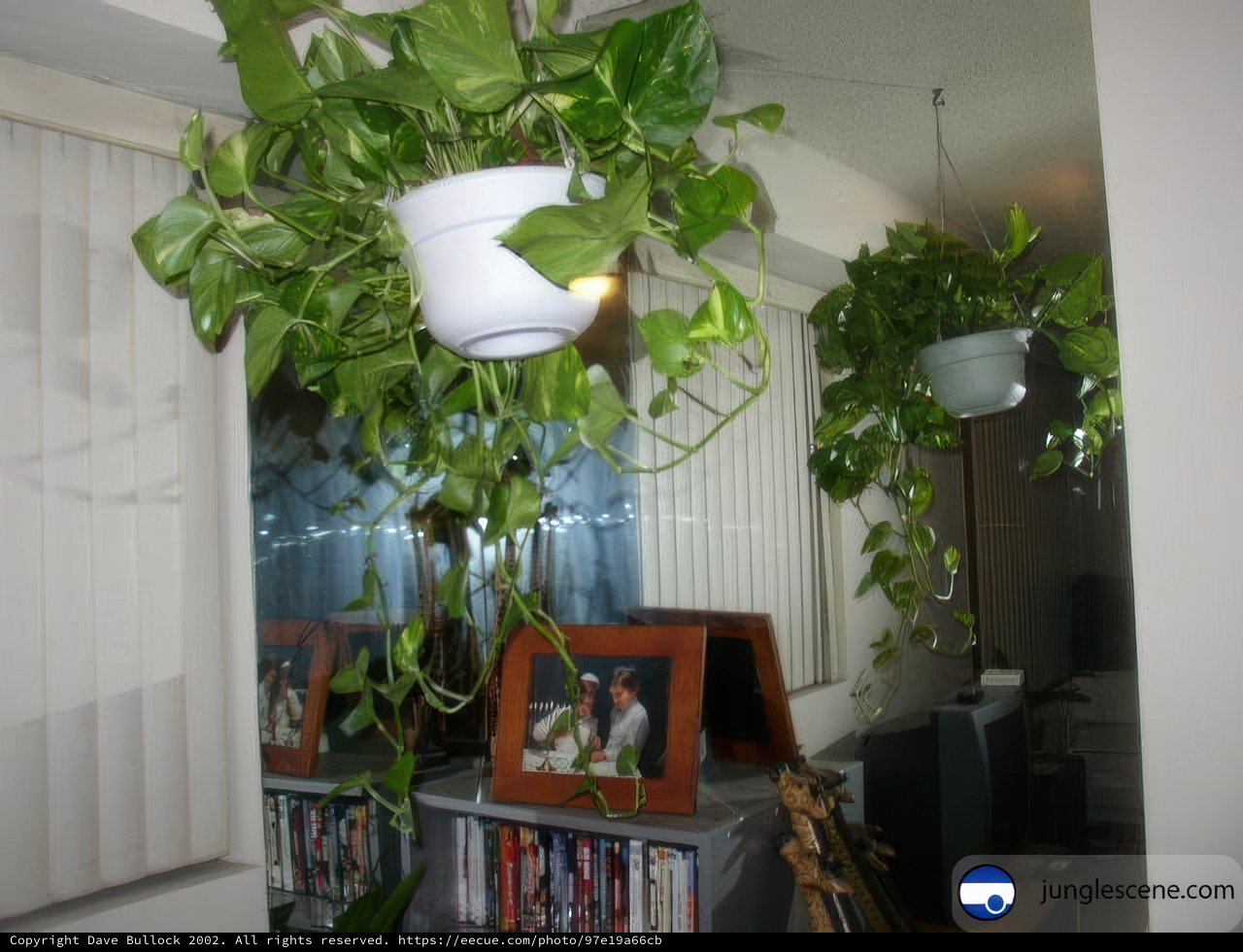 Hanging Greenery