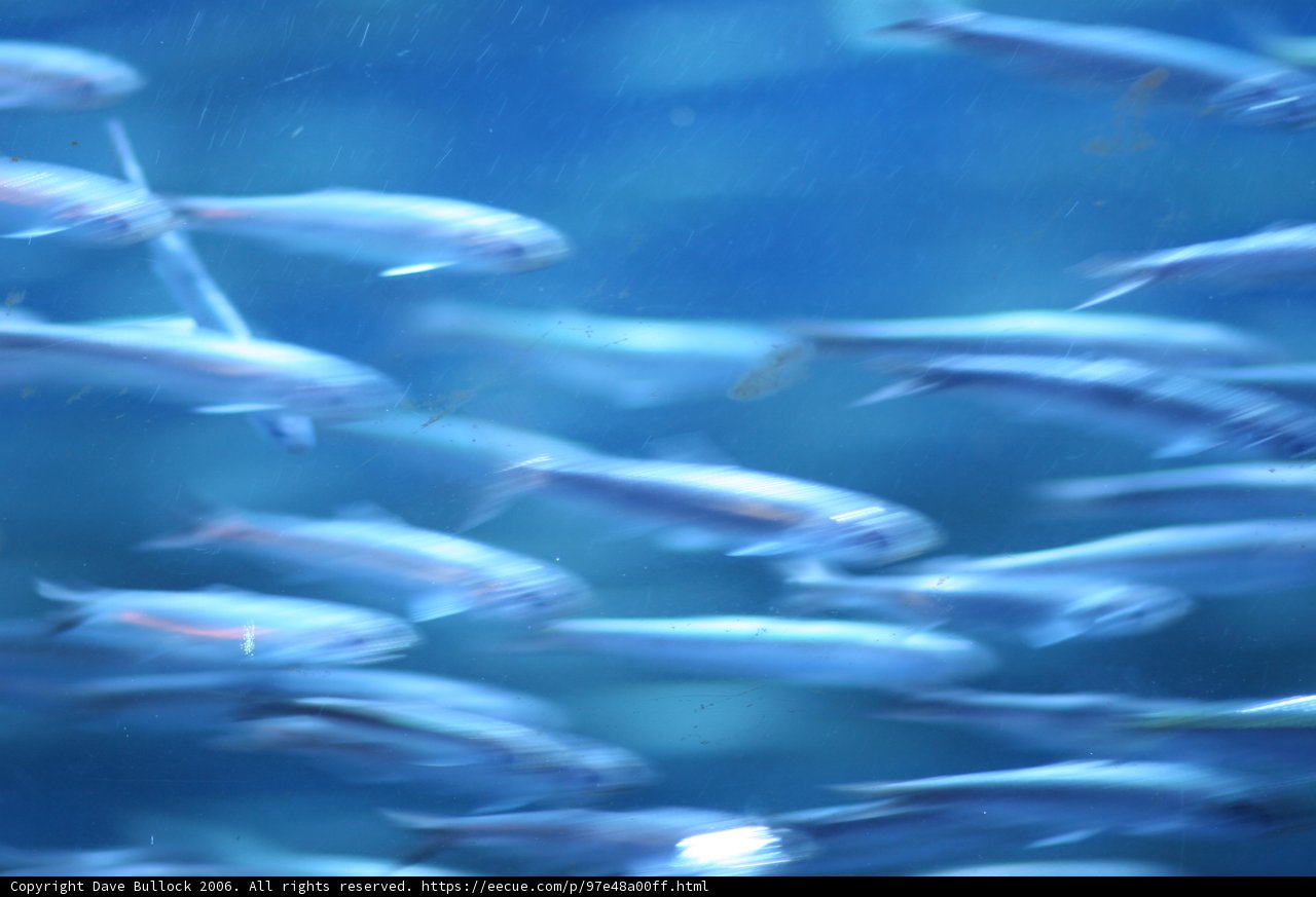 School of Aquatic Life