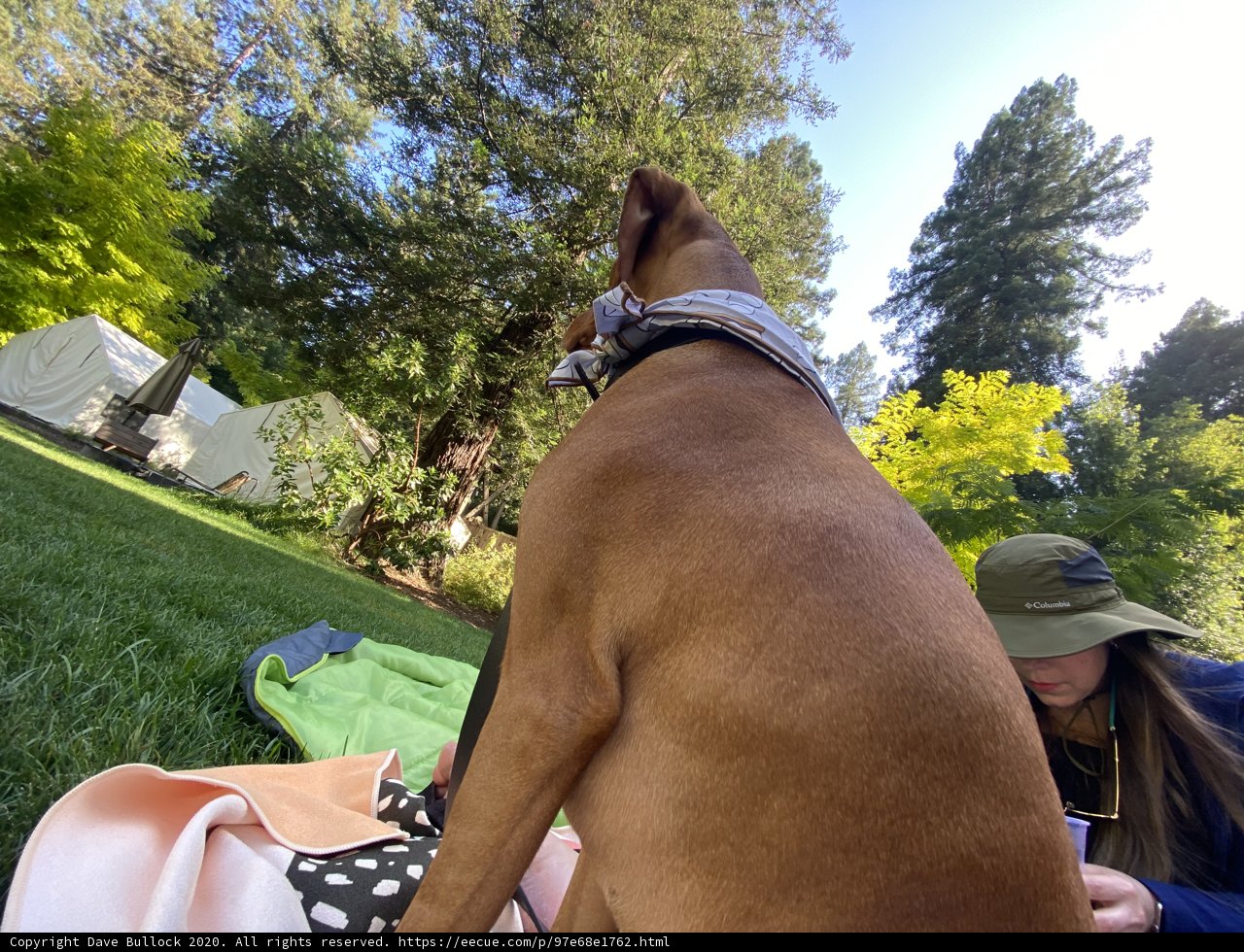Relaxed Summer Days with Our Furry Friend