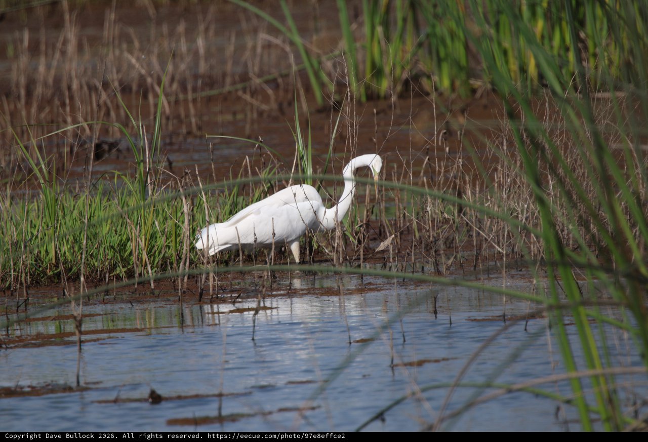 Great Egret Hunting in Wetland Marsh