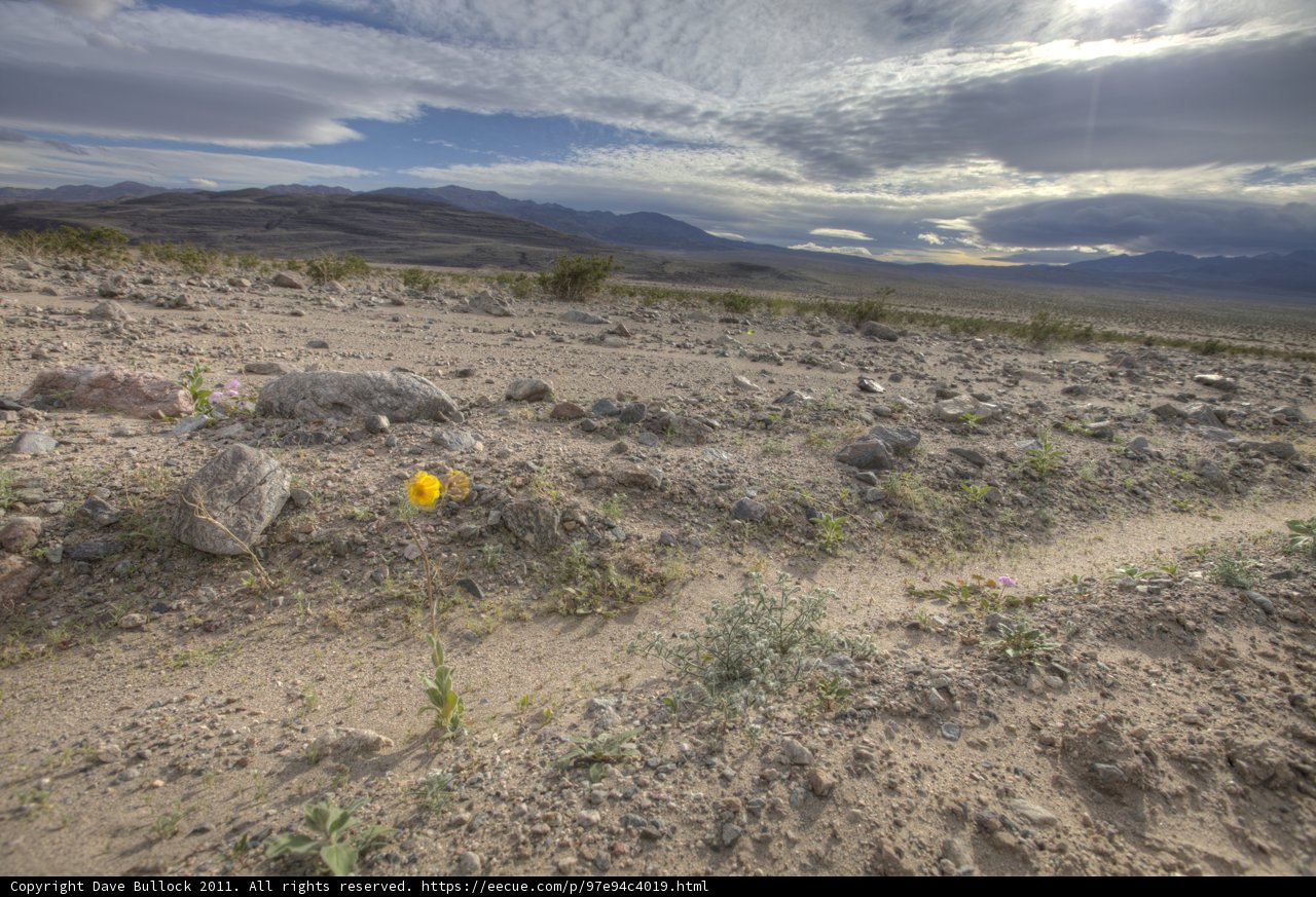 A Pop of Color in the Barren Landscape
