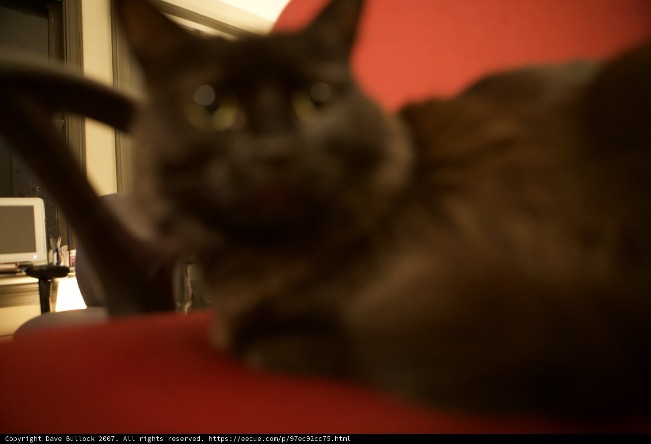 Nighttime Computing with Feline Friends