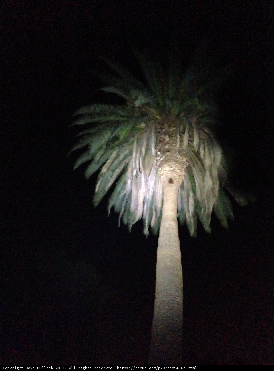 Illuminated Palm Tree