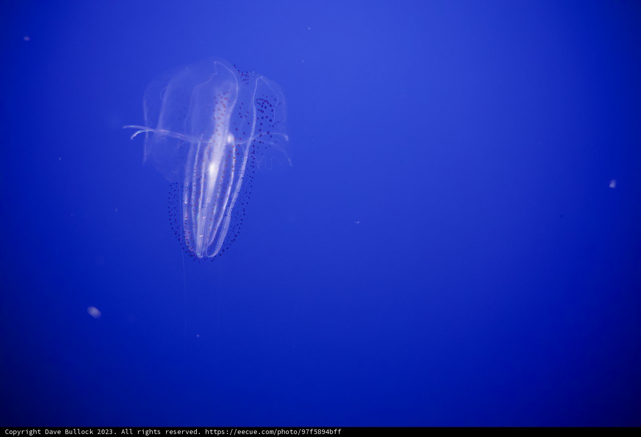 Mesmerizing Depths of Monterey: The Jellyfish Dance