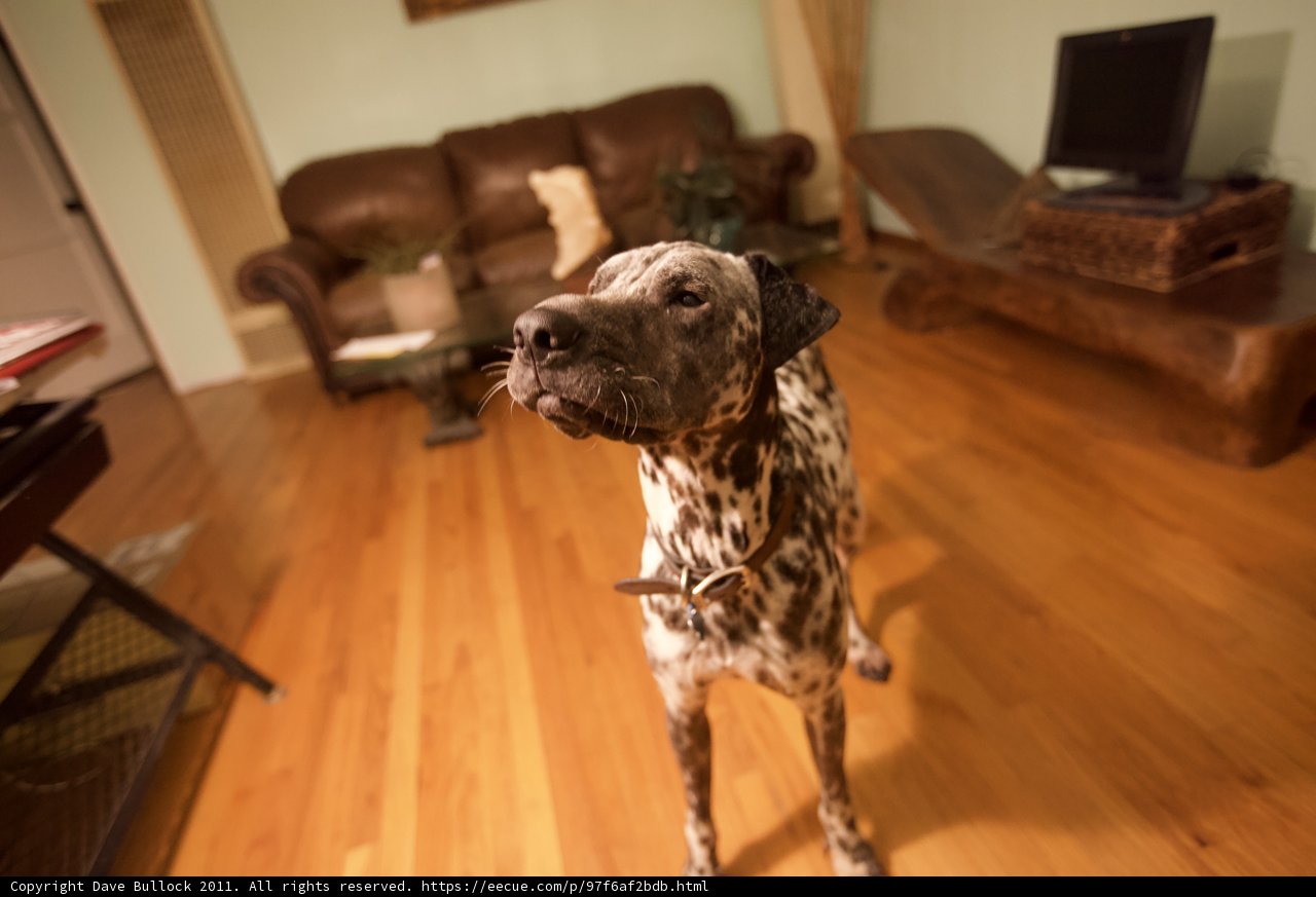 Paws on Hardwood