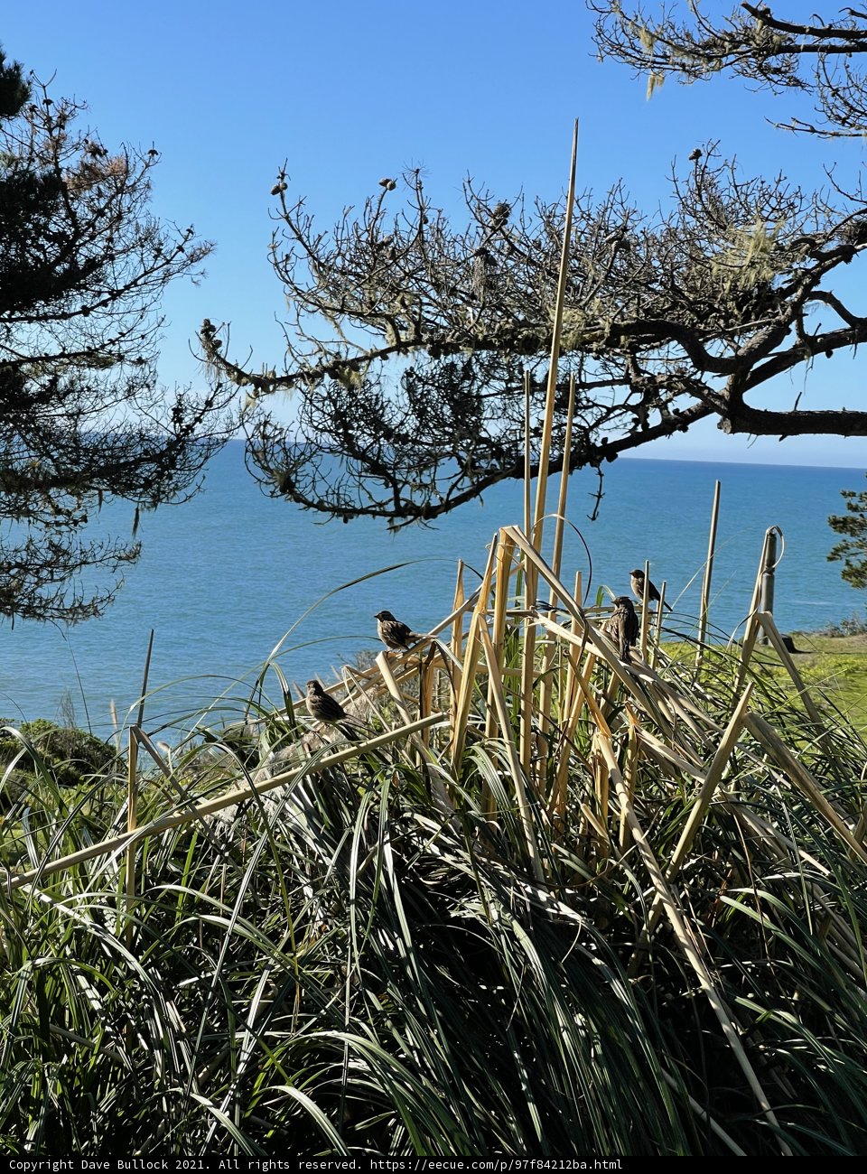Oceanfront View from Grassy Hill