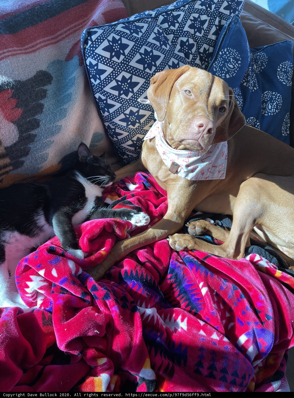 Cozy Companions