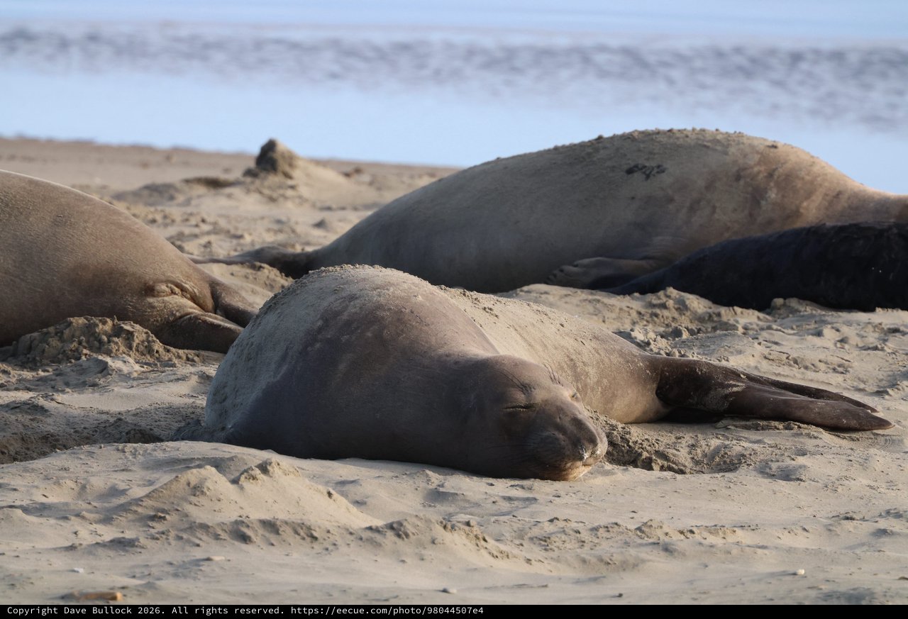 Elephant Seals Resting on Sandy Beach at Drakes