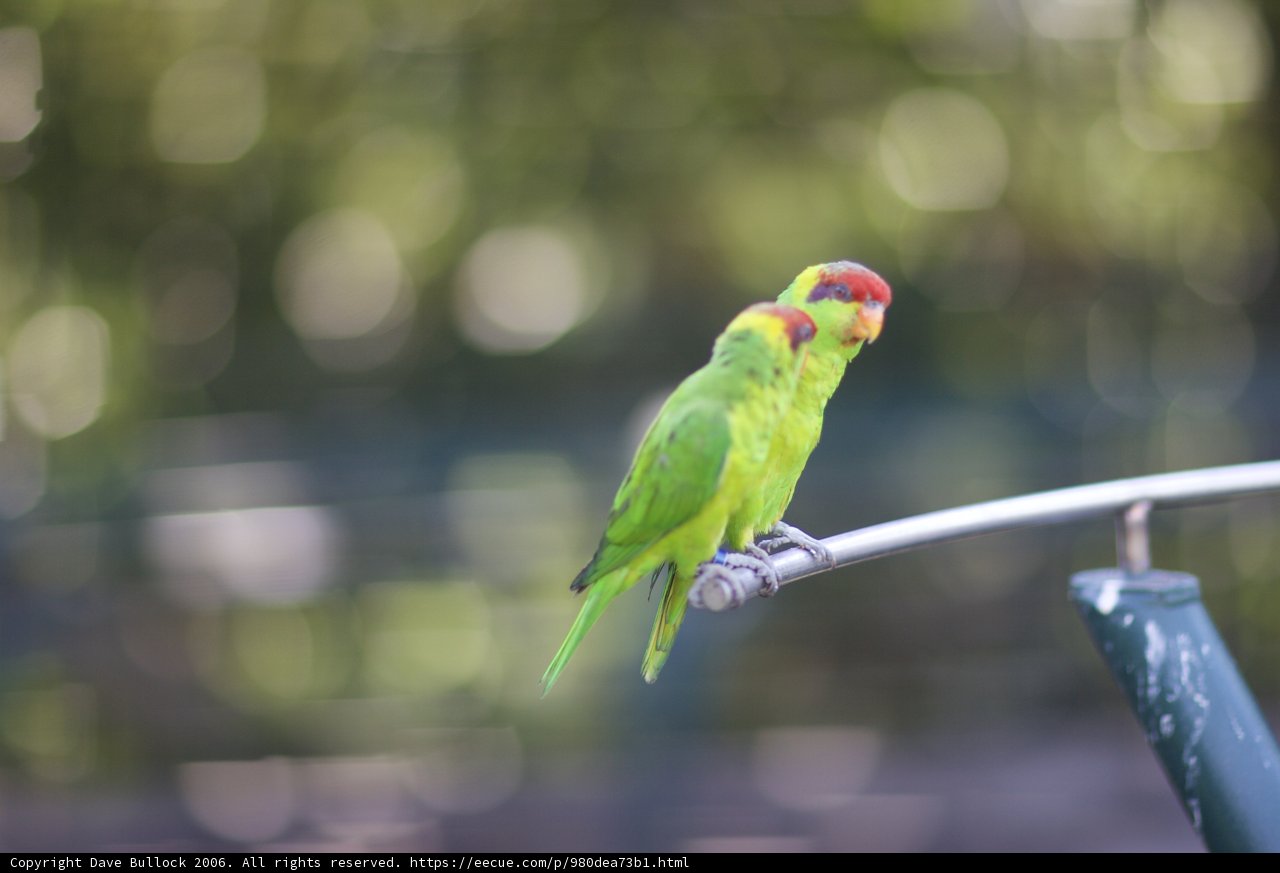 Perched Parakeet Pair