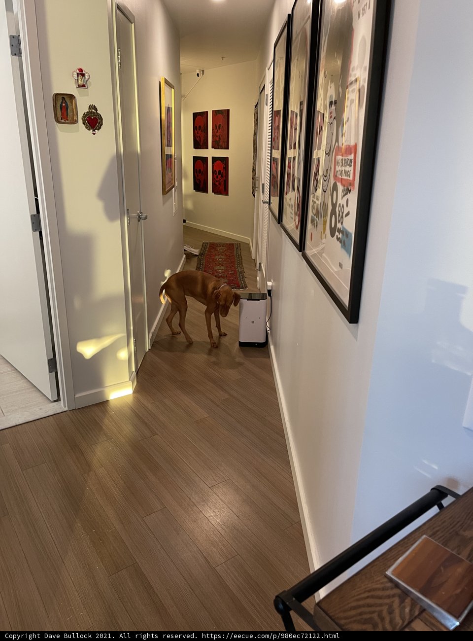 Canine Companions in Designer Spaces