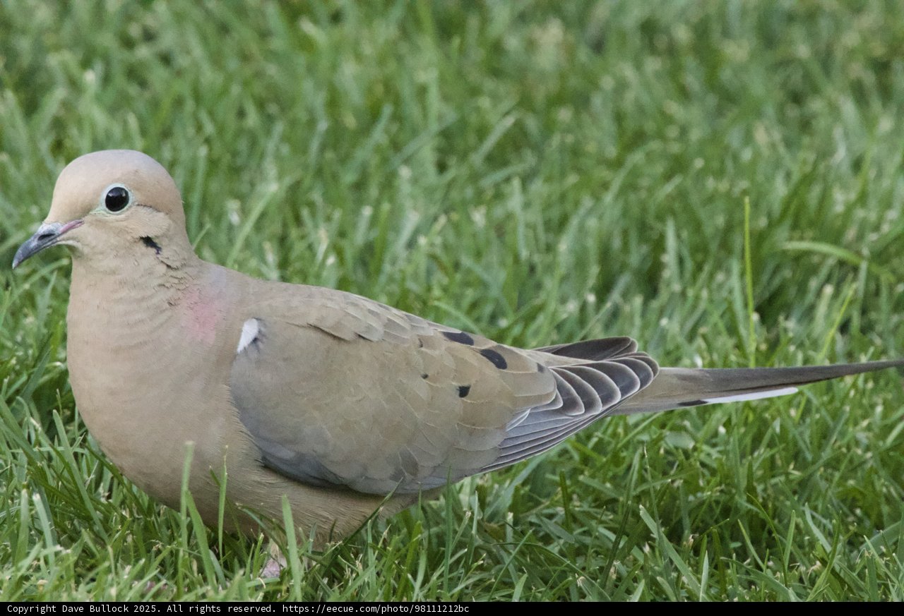 Graceful Ground Dweller