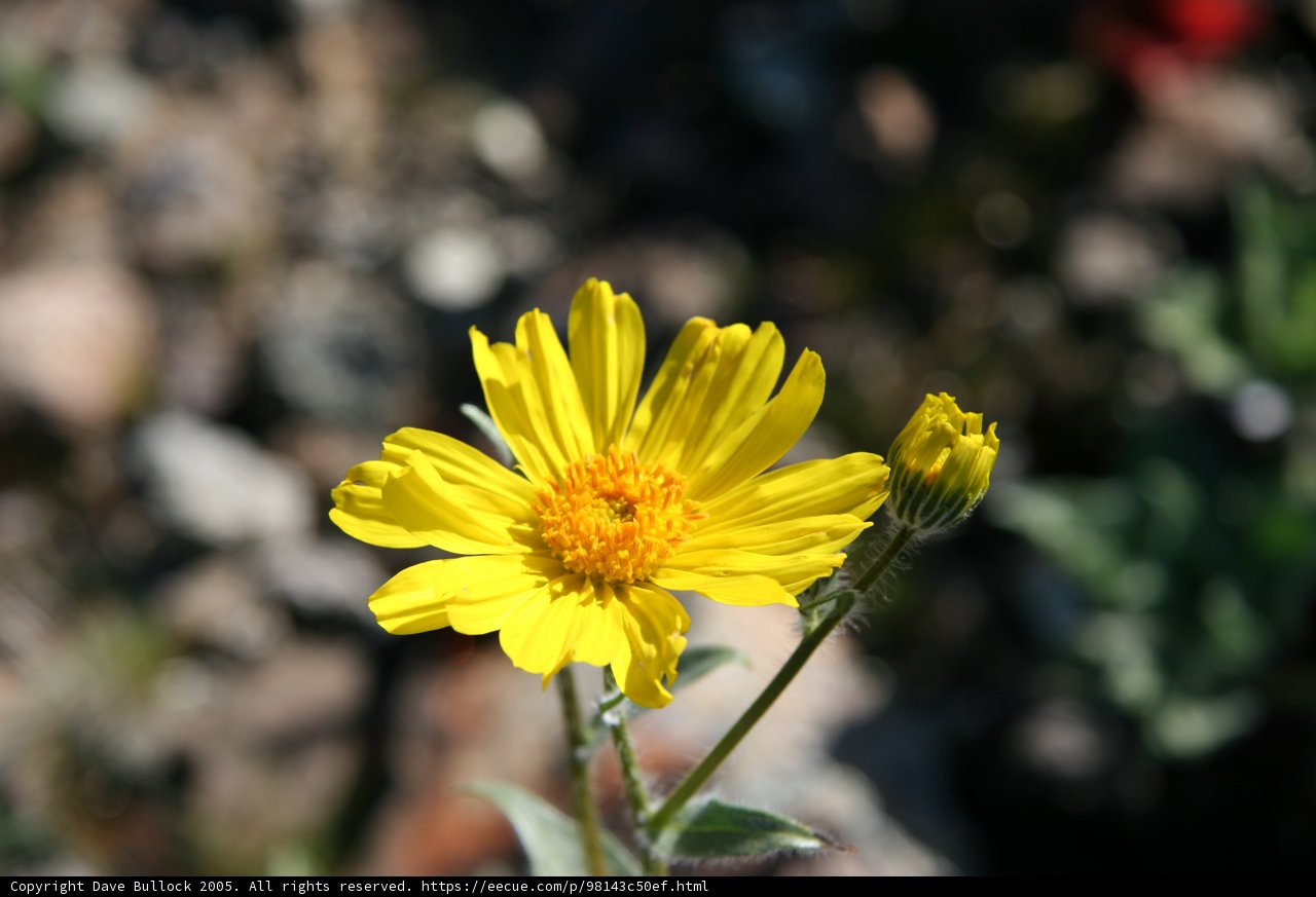 Sunny Blossom in a Rocky Landscape