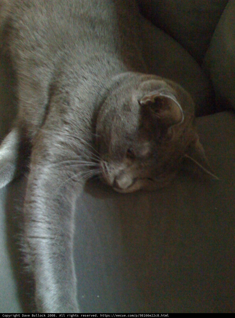 Cozy Abyssinian Cat Taking a Nap on a Couch