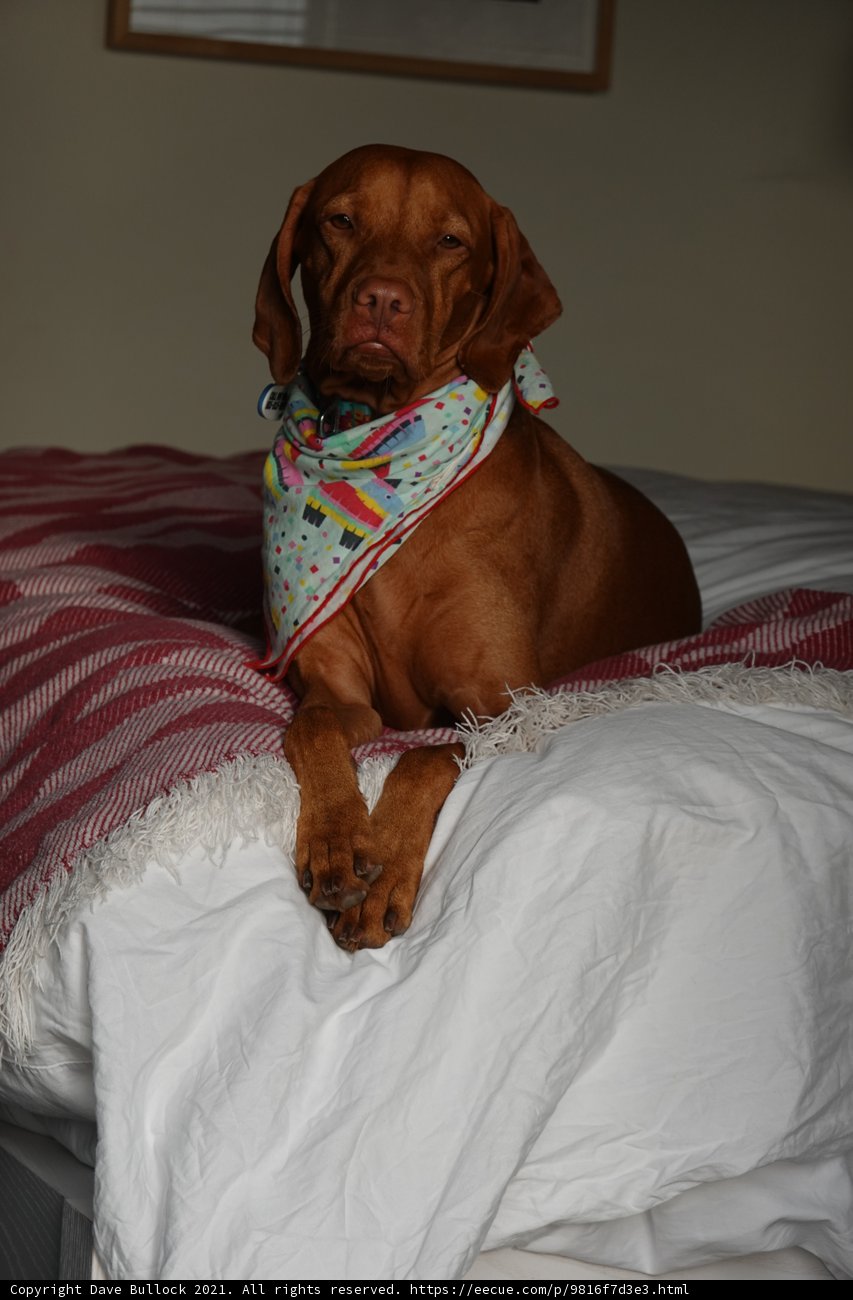 Relaxing Vizsla