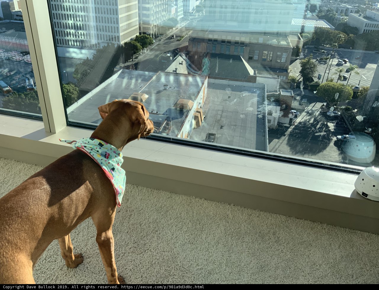 Urban Hound