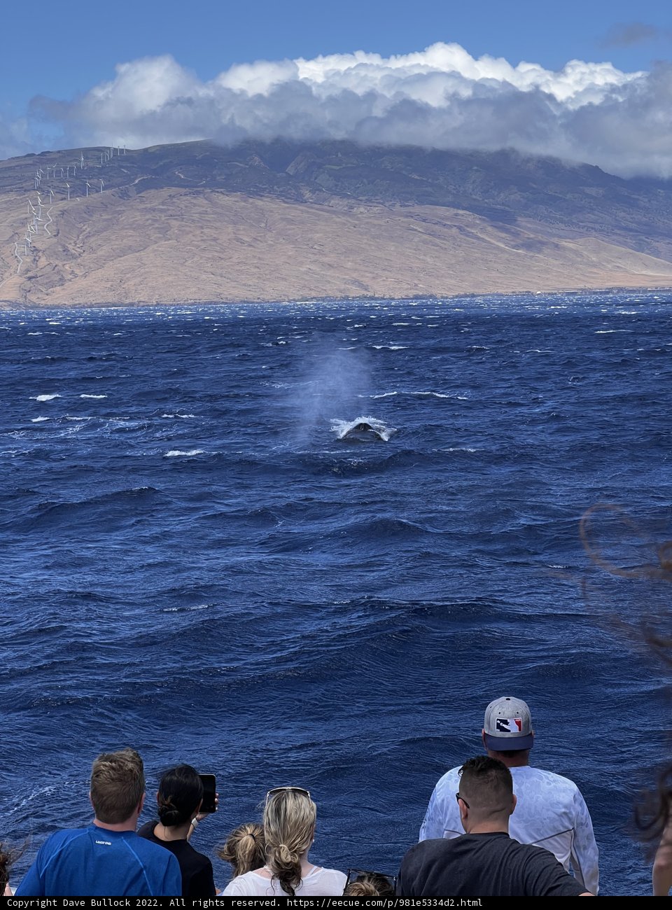 Whale Watching in Hawaiʻi