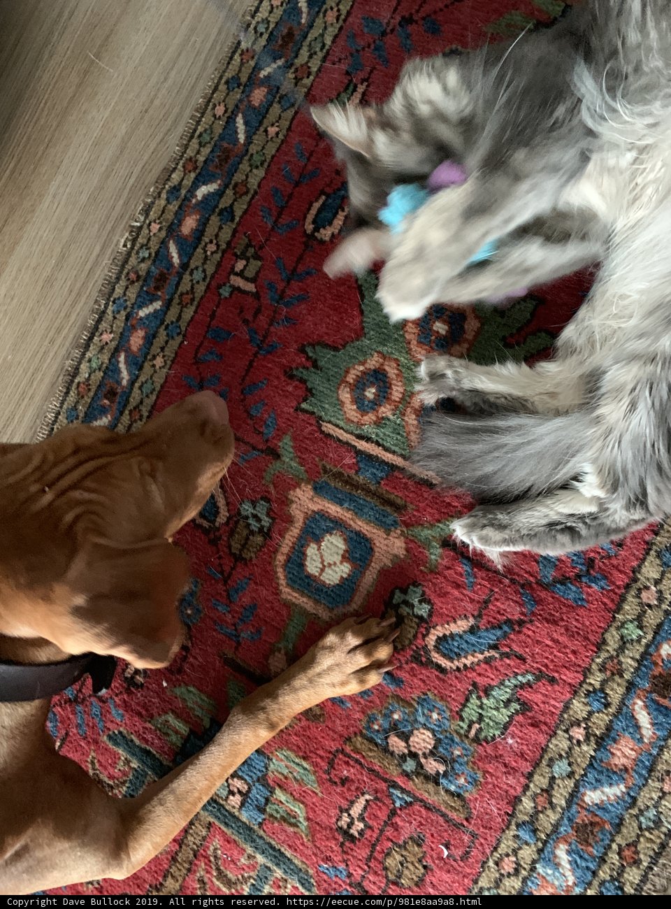 Playful Hound at Home